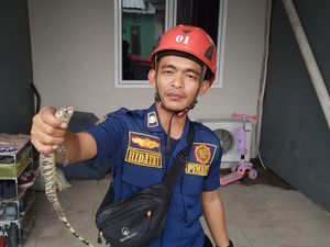 Curiga Dengar Keresek, Warga Bogor Kaget Ada Biawak di Atap Rumah Curiga Dengar Keresek, Warga Bogor Kaget Ada Biawak di Atap Rumah