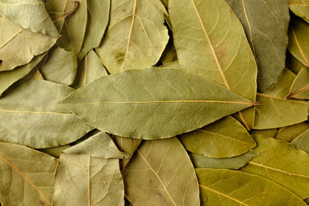 Daun salam/ Foto: istockphoto.com/karimitsu