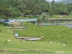 Serbuan Eceng Gondok di Waduk Jatiluhur Ganggu Aktivitas Warga
