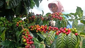 Dampak Cuaca Tak Menentu, Panen Kopi-Produksi Garam Menurun