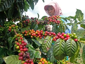 Dampak Cuaca Tak Menentu, Panen Kopi-Produksi Garam Menurun