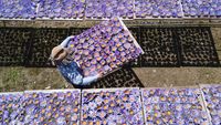 Terpesona Deretan Teratai Biru di Hainan