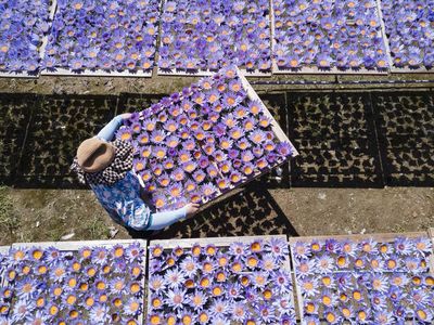 Terpesona Deretan Teratai Biru di Hainan
