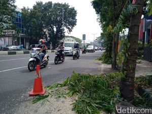 Belasan Pohon Ditebang untuk Pembangunan Pedestrian Kayutangan Heritage
