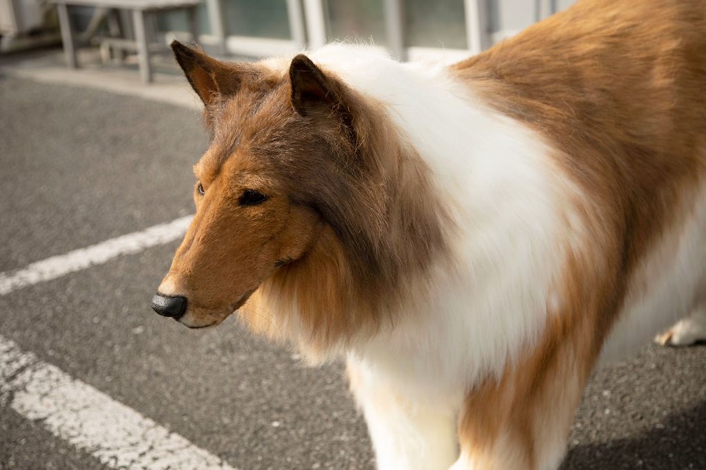 Pria Asal Jepang Berkostum Anjing