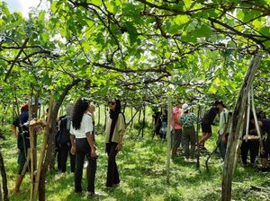 Petani Anggur di Karangasem Gagal Panen, Kebun Terpaksa Ditutup