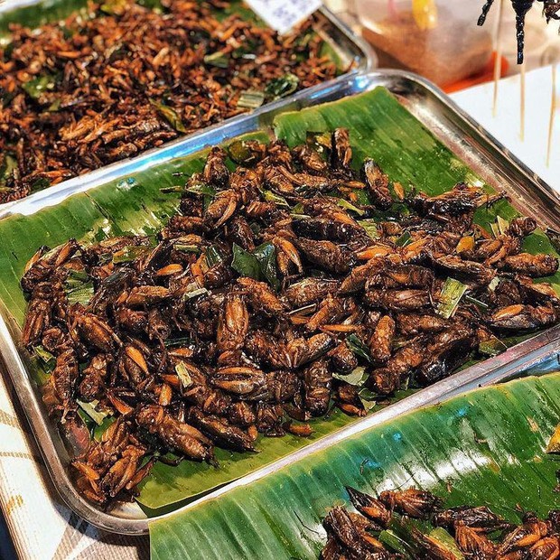 Berbagai serangga goreng khas Thailand