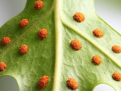 Spora: Pengertian dan Contoh Tumbuhannya