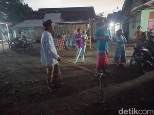 Kobra 1,5 Meter Terpaksa Dibunuh Gegara Serang Warga di Probolinggo Kobra 1,5 Meter Terpaksa Dibunuh Gegara Serang Warga di Probolinggo