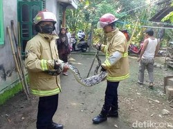 Piton 3 Meter di Trenggalek Ditangkap Usai Mangsa Ayam Warga