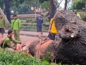 Pohon Tumbang di Menteng Jakpus Imbas Hujan Deras-Angin Kencang