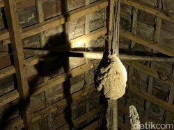 Meresahkan Warga, Sarang Tawon Vespa di Kandang Ayam Dievakuasi