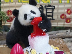 Potret Menggemaskan Perayaan Ulang Tahun Panda di Kuala Lumpur