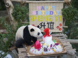 Gemas! Lihat Tingkah Panda di Malaysia Saat Rayakan Ultah Pertama