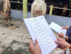 Stok Langka gegara PMK, Harga Sapi Kurban di Kulon Progo Melonjak