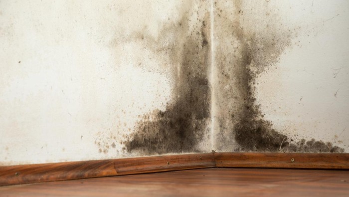Ilustrasi Dinding Lembap dan Berjamur Black mould buildup in the corner of an old house