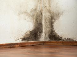 Rumah Kebanjiran? Ini Cara Mengeringkan Dinding Agar Bebas Jamur