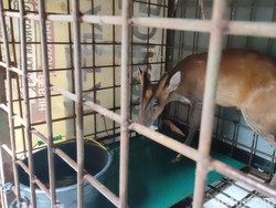 5 Hewan Liar Bikin Heboh: Kijang Masuk Kelas hingga Macan Tutul