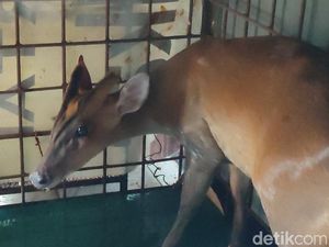 Geger! Seekor Kijang Masuk ke Ruang Kelas di Ciamis