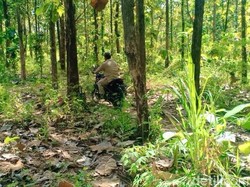 Sosok Nenek Gendong Setumpuk Kayu di Balik Ertiga Terjebak di Hutan