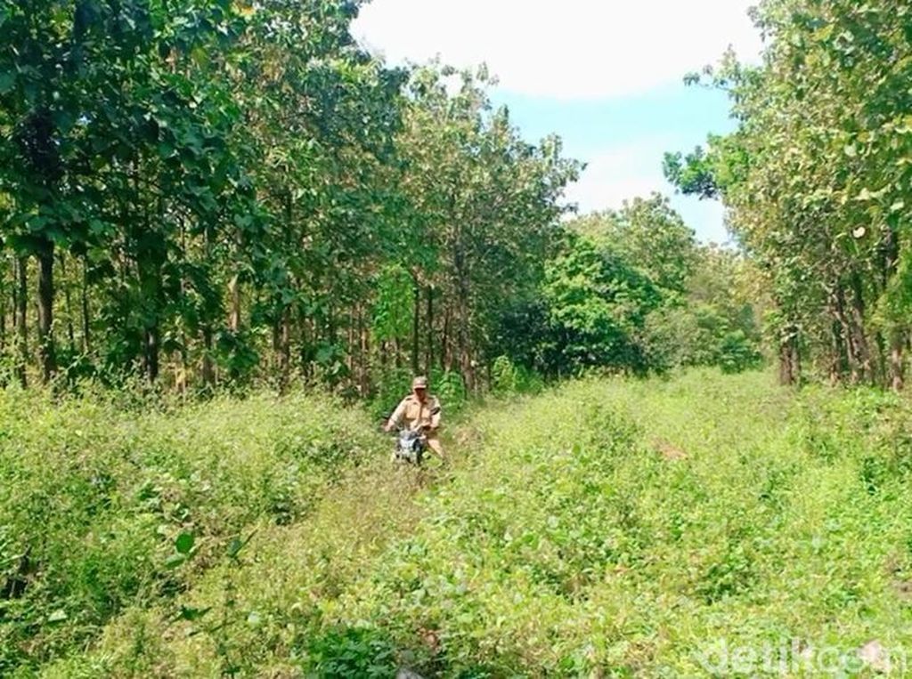Viral Mobil Tersesat Masuk ke Dalam Hutan Angker di Madiun