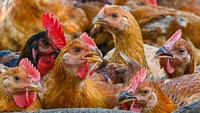 Singapura Kasih Izin RI Pasok Ayam