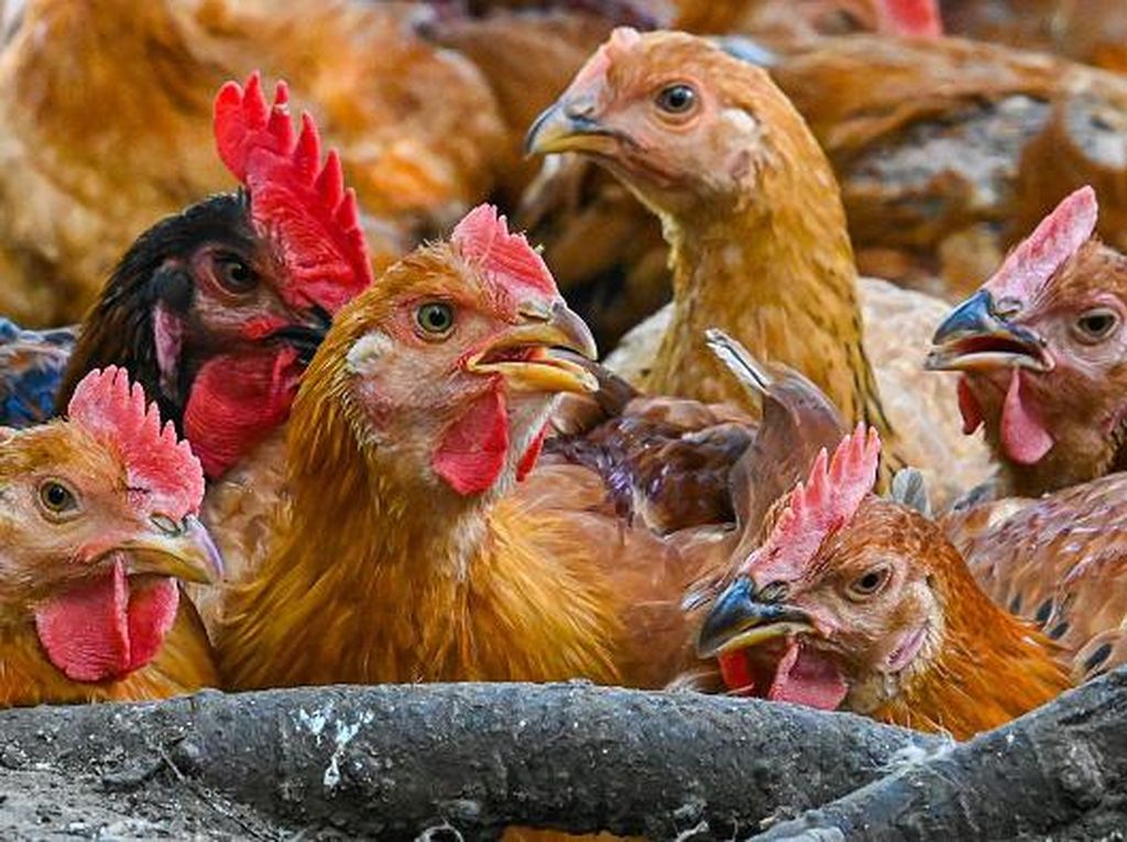 Pasokan Lokal Seret, Malaysia Setop Ekspor Ayam 1 Juni