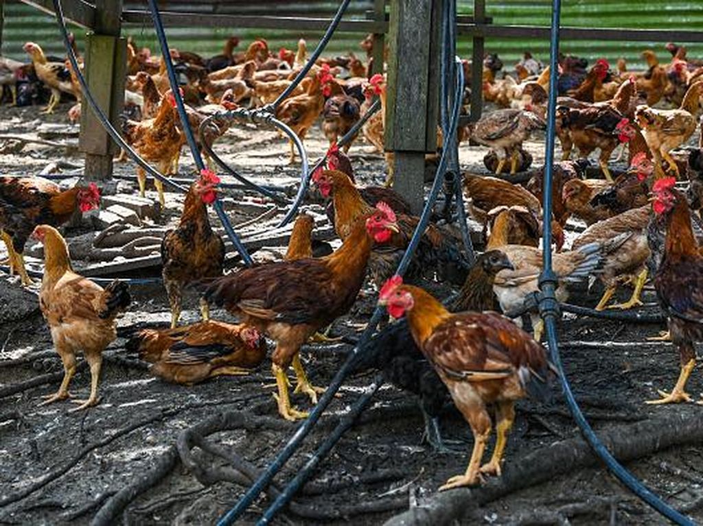 Pantas Ekspornya Disetop... Harga Ayam di Malaysia Selangit