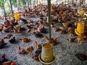 Malaysia Larang Ekspor Ayam, Singapura Kebakaran Jenggot!