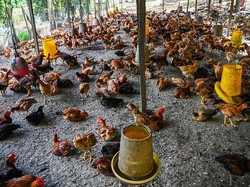 Malaysia Larang Ekspor Ayam, Singapura Kebakaran Jenggot!