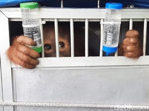 Akhirnya, Orangutan Kaka Pulang ke Rumah dari Jabar Akhirnya, Orangutan Kaka Pulang ke Rumah dari Jabar