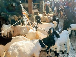 Pasar Hewan Banjarnegara Kembali Dibuka, Ada Temuan Kambing Bermasalah