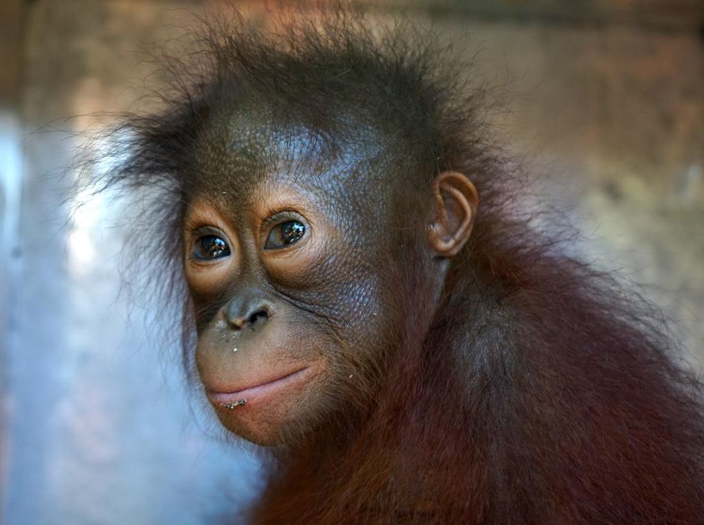Wajah Lucu Orangutan hingga Owa yang Diselamatkan Petugas