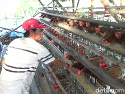 Harga Telur Naik, Peternak Ayam Petelur Lumajang Ketiban Untung