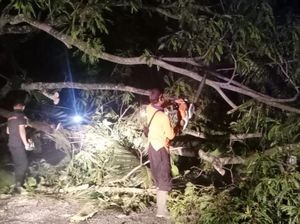 Dua Pohon Tumbang, Jalan Amlapura-Singaraja Lumpuh Selama 1 Jam