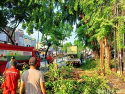 Hujan Disertai Angin Kencang, Pohon Tumbang Timpa Mobil di Medan