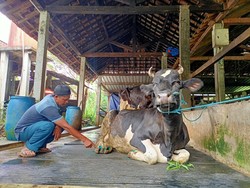 86 Sapi Perah di Ponorogo Suspek PMK