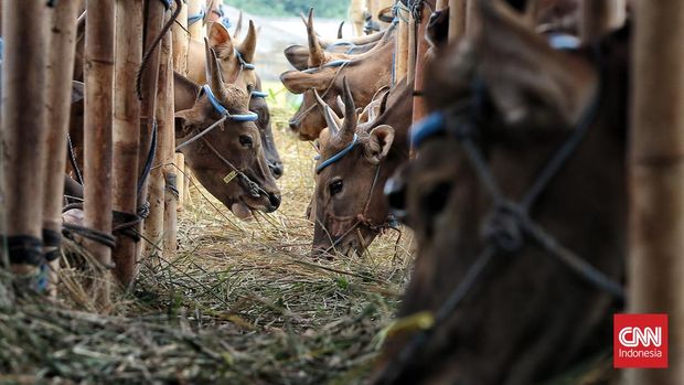 Hewan kurban jenis Sapi potong sudah mulai di perdagangkan untuk hari raya idul adha mendatang, di kawasan Depok, Jawa Barat. Selasa (31/5/2022). CNN Indonesia/Andry Novelino
