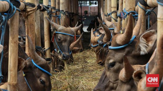 Hewan kurban jenis Sapi potong sudah mulai di perdagangkan untuk hari raya idul adha mendatang, di kawasan Depok, Jawa Barat. Selasa (31/5/2022). CNN Indonesia/Andry Novelino