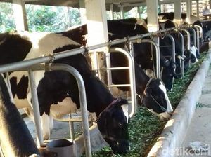 11 Sapi Mati Kena Wabah PMK, KUD di Probolinggo Terapkan Lockdown 11 Sapi Mati Kena Wabah PMK, KUD di Probolinggo Terapkan Lockdown