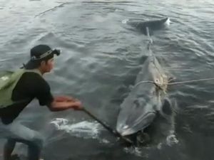 Seekor Paus Terdampar di Pelabuhan Kayangan Lombok Seekor Paus Terdampar di Pelabuhan Kayangan Lombok