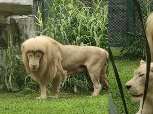 Saat Singa Punya Poni, Netizen Dibikin Ngakak