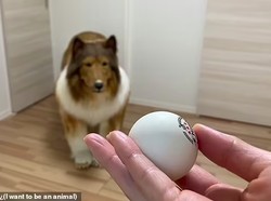 Pria Terobsesi Hidup Bak Anjing, Habiskan Ratusan Juta untuk Kostumnya