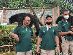 Bincang Santai dengan Trio Keeper Hewan Buas di Bandung Bincang Santai dengan Trio Keeper Hewan Buas di Bandung