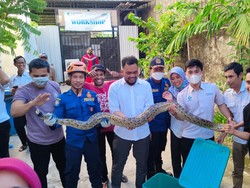 Ular Sanca 2 Meter Bikin Geger Pegawai Kantor di Makassar