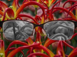 Dokter Mata: Belum Ada Terapi untuk Sembuhkan Buta Warna