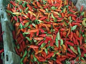 Harga Cabai Lagi Naik, Petani di Lumajang Malah Nggak Untung