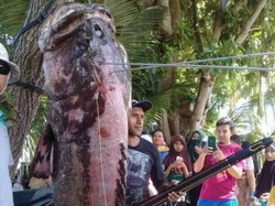 Bikin Geger! Nelayan Buton Tangkap Ikan Kerapu Raksasa Bobot 143 Kg