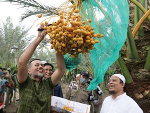 Ijeck Kagum Melihat Kurma di Dataran Tinggi Tanah Karo