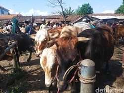 Kendalikan Wabah PMK, Pemkab Probolinggo Keluarkan Surat Edaran